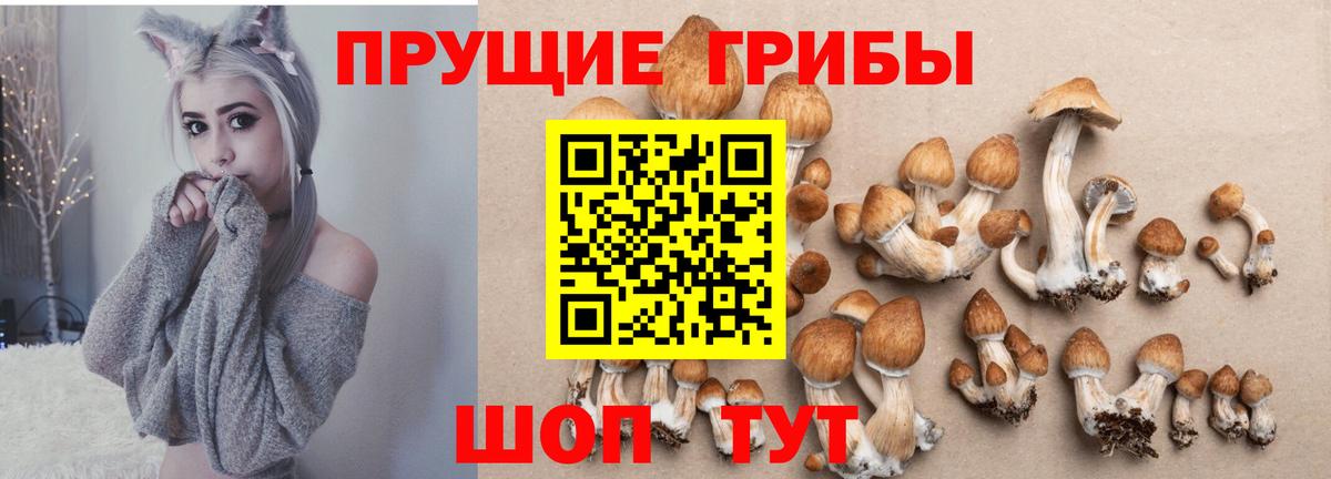 Новоалександровск  Псилоцибиновые грибы мицелий  Галлюциногенные грибы Psilocybe  Вход с VPN 
